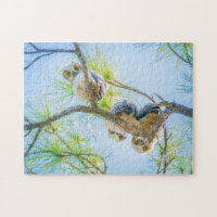 Three Baby Great Horned Owls Wildlife Photography