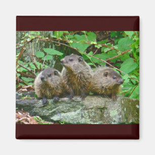 Three Baby Groundhogs Magnet