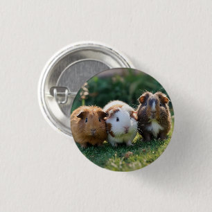 Three Baby Guinea Pigs, 3 Cm Round Badge