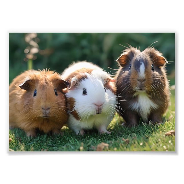 Three Baby Guinea Pigs, Photo Print (Front)