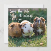 Three Baby Guinea Pigs,