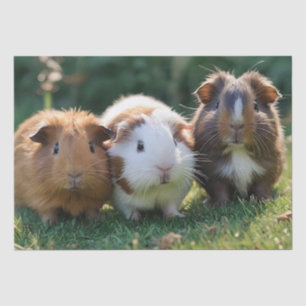 Three Baby Guinea Pigs, Tissue Paper