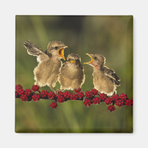 Three Baby Lanius Schach Birds Magnet