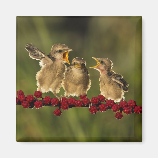 Three Baby Lanius Schach Birds Magnet (Front)