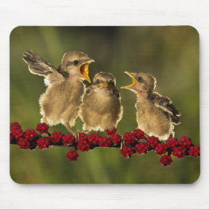 Three Baby Lanius Schach Birds Mouse Pad