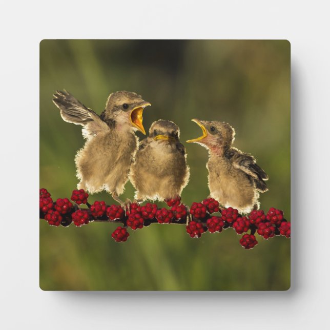 Three Baby Lanius Schach Birds Plaque (Front)