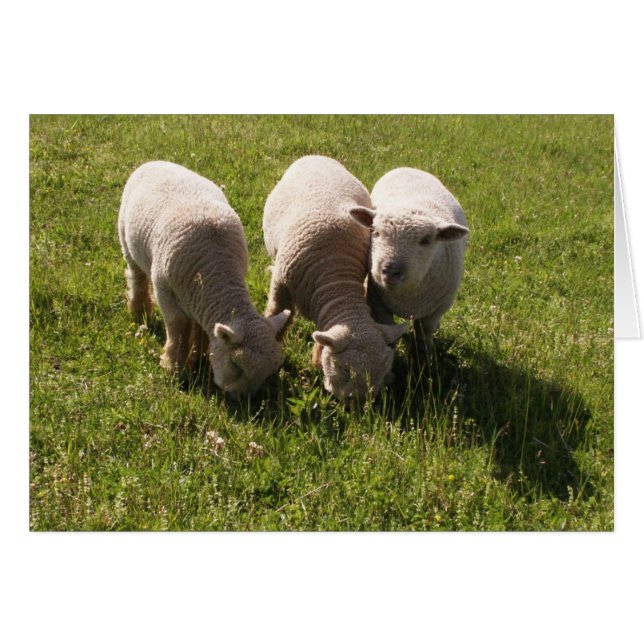 Three Babydoll Lambs (Front Horizontal)