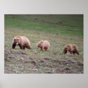 Three Bears Photograph Poster