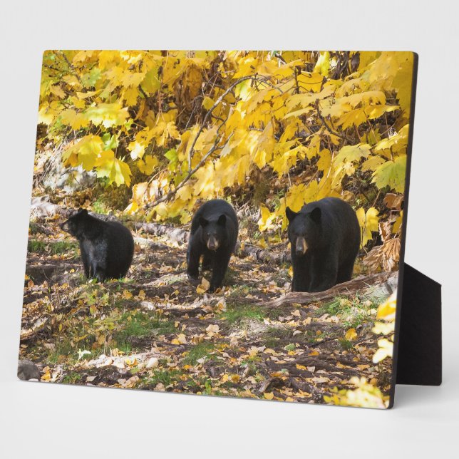 Three Bears Plaque (Side)