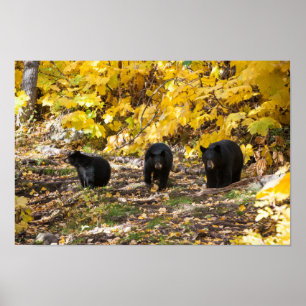 Three Bears Poster