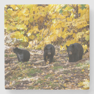 Three Bears Stone Coaster