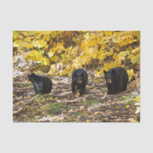 Three Bears Tissue Paper