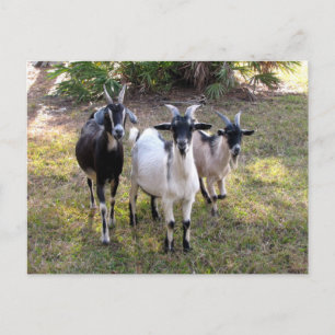 Three Billy Goats - Postcard
