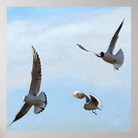 Three Black Headed Gulls Of The Bosphorus Art