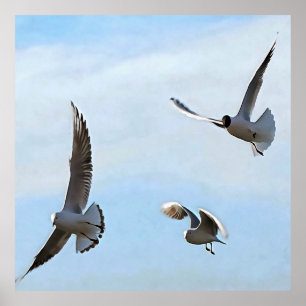 Three Black Headed Gulls Of The Bosphorus Art Poster