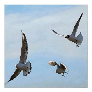 Three Black Headed Gulls Of The Bosphorus Art Poster