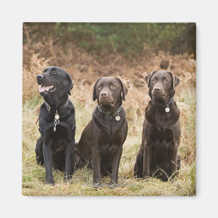 Three Black Labrador retrievers Magnet