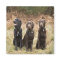 Three Black Labrador retrievers