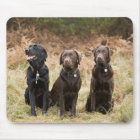 Three Black Labrador retrievers