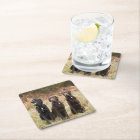 Three Black Labrador retrievers