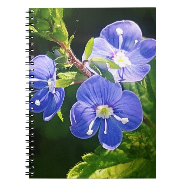 Three Blue Flowers  Notebook (Front)