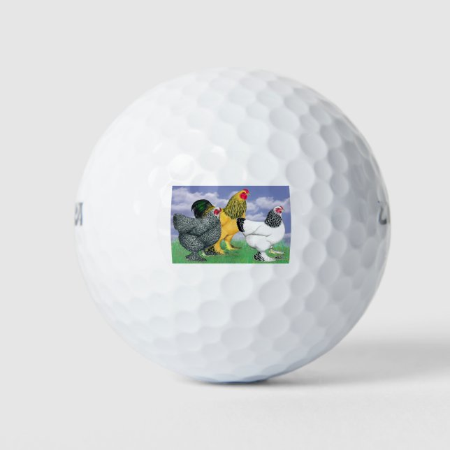 Three Brahmas Golf Balls (Front)