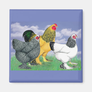 Three Brahmas Magnet