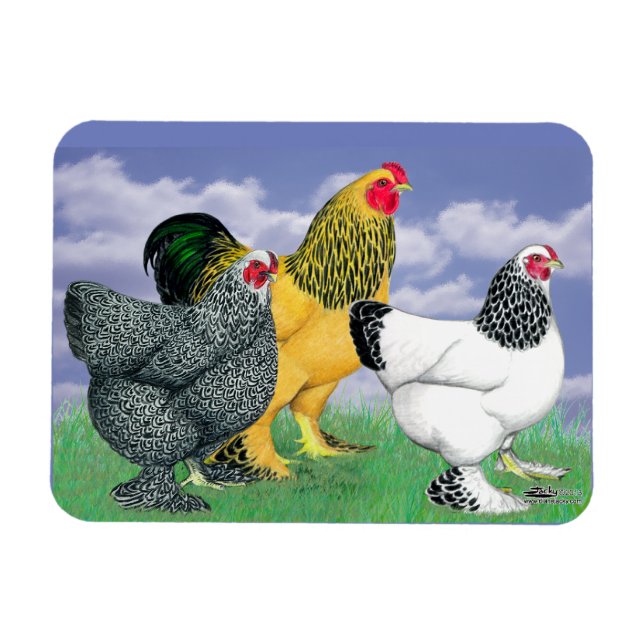 Three Brahmas Magnet (Horizontal)