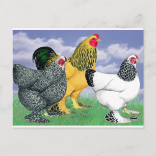 Three Brahmas Postcard