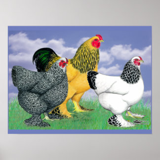 Three Brahmas Poster