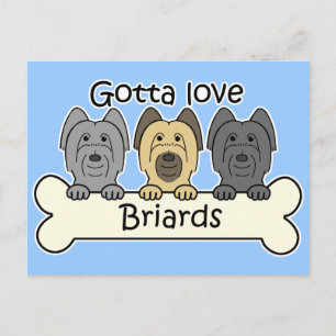 Three Briards Postcard