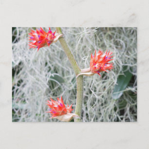 three bromeliad blooms on stalk postcard