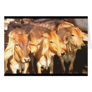 Three Brown Cows in Golden Sunlight Greeting Card