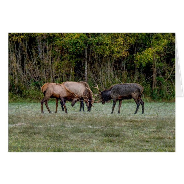 Three Bull Elk Fight Greeting Card (Front Horizontal)