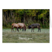 Three Bull Elk Fight Thank you Card