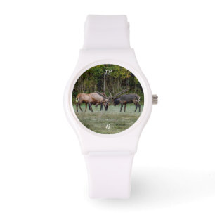 Three Bull Elk Fight Watch