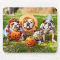 Three Bulldogs in Costumes