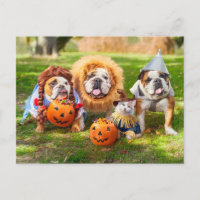 Three Bulldogs in Costumes