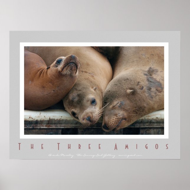 Three California Sea Lions - Three Amigos Poster (Front)