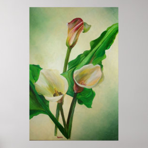 Three Calla Lilies Stunning Botanical Acrylic Poster