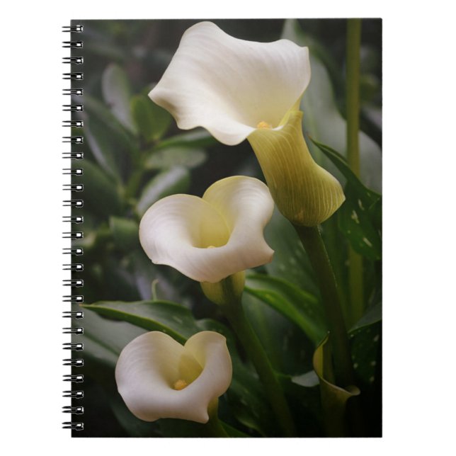 Three Calla Lily Flowers from Gertie's Garden Notebook (Front)