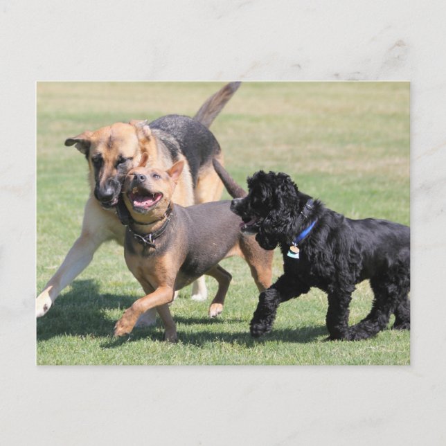 Three Canine Playmates Postcard (Front)