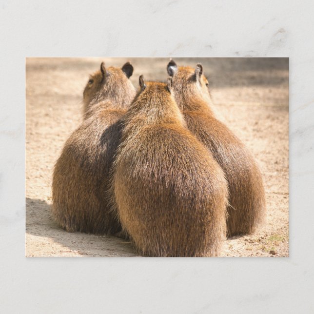 Three Capybara Postcard (Front)