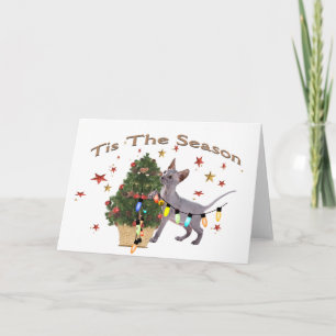Three Cats and a Pug Christmas Cards