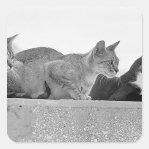 Three cats square sticker