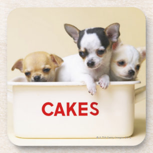 Three chihuahua puppies in cake tin coaster