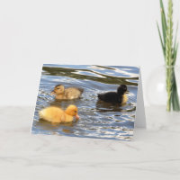 Three coloured ducklings