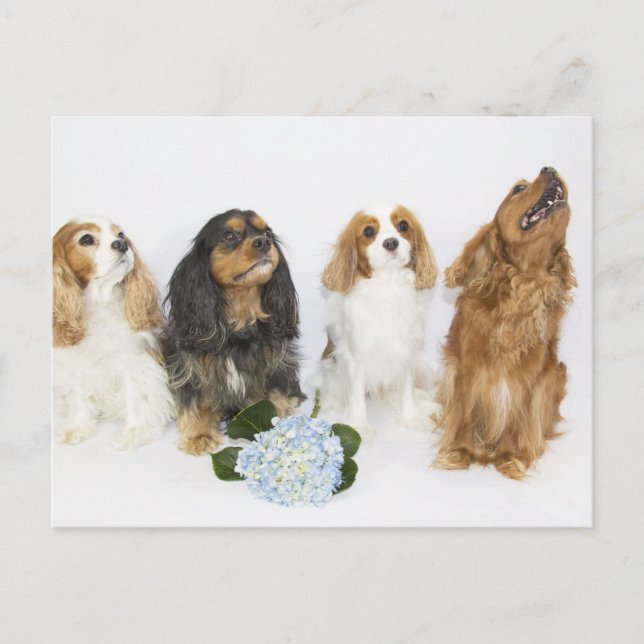 Three Colours of Cavalier King Charles Spaniels Postcard (Front)