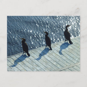 Three Cormorants Postcard
