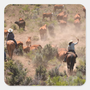 Three cowboys and cowgirls driving cattle square sticker